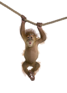 Monkey PNG-18732